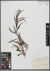 Foto von Salix viminalis L.